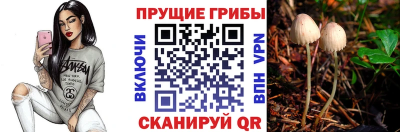 сколько стоит  Чёрмоз  блэк спрут ССЫЛКА  Псилоцибиновые грибы Cubensis 